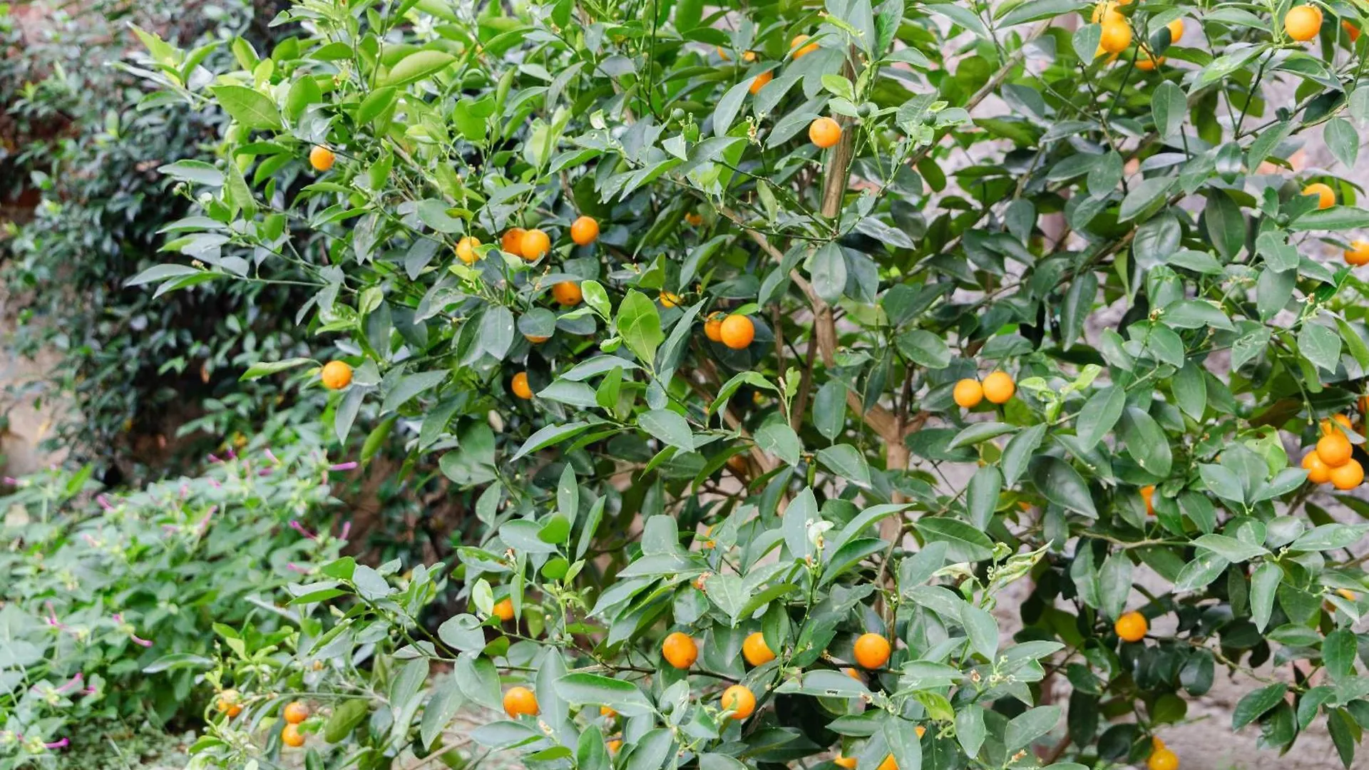 Au Jardin De Firenze Italia